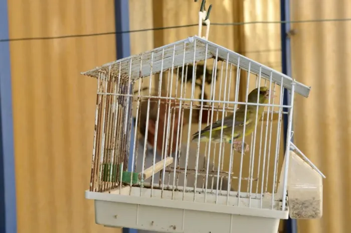 Framed Print : Greenfinch Carduelis chloris singing in cage Malta Framed Print : Greenfinch Carduelis chloris singing in cage Malta