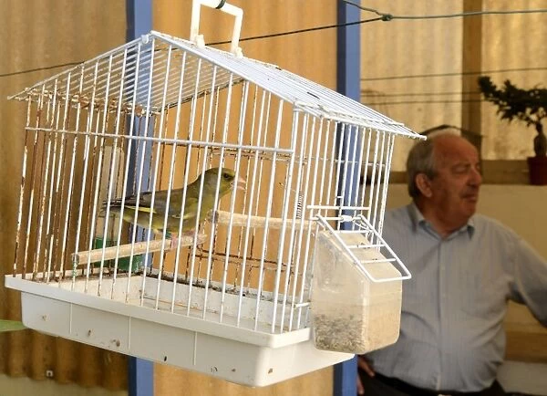 Greenfinch Carduelis chloris singing in cage Malta