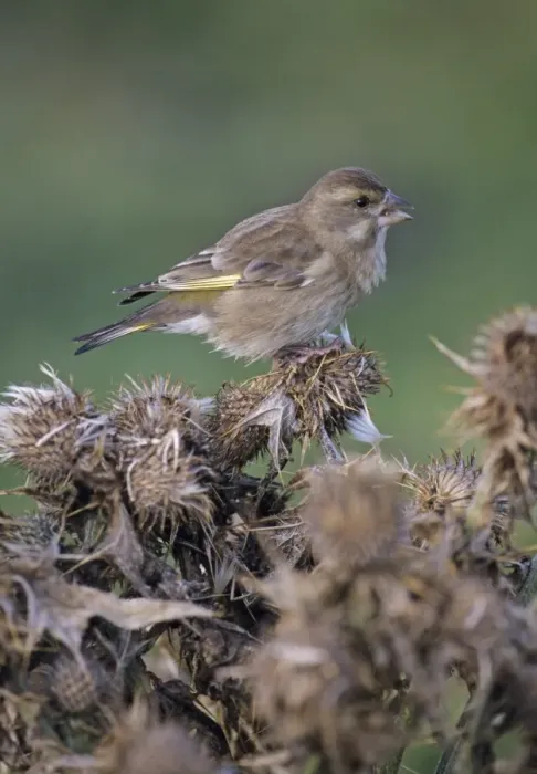 Framed Print : Greenfinch Chloropus carduelis feeding on thistle heads in autumn on Fair Isle Shetland Framed Print : Greenfinch Chloropus carduelis feeding on thistle heads in autumn on Fair Isle Shetland