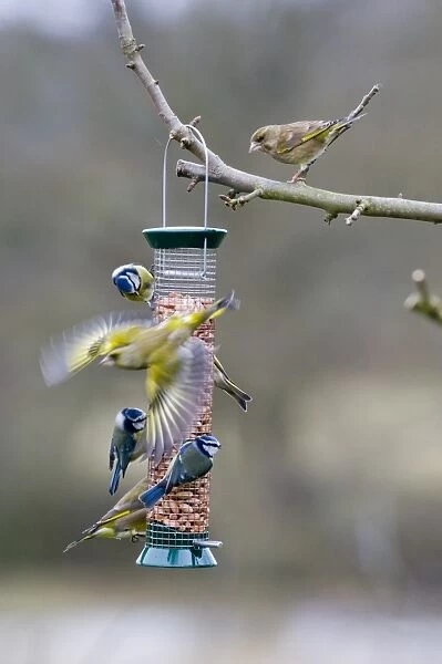 Greenfinches and Blue Tits on garden feeder