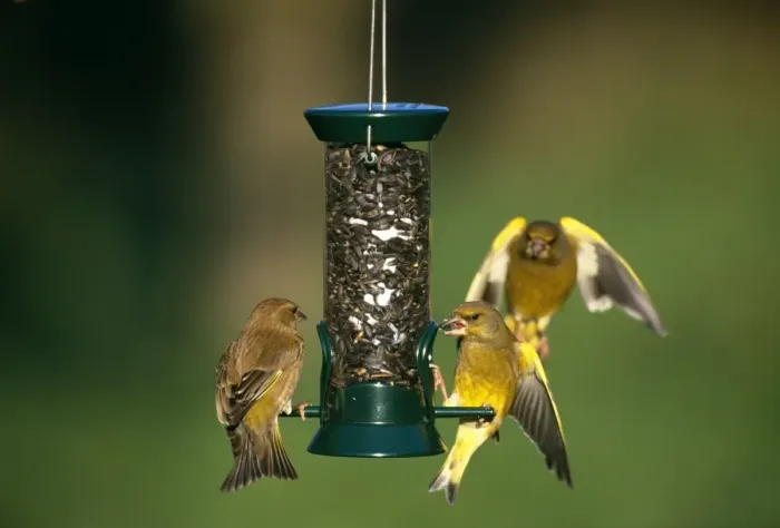 Framed Print : Greenfinches, Carduelis chloris, feeding on black sunflowers at garden feeder, Kent, UK Framed Print : Greenfinches, Carduelis chloris, feeding on black sunflowers at garden feeder, Kent, UK
