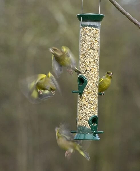 Greenfinches Carduelis chloris on garden feeder UK winter