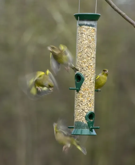 Framed Print : Greenfinches Carduelis chloris on garden feeder UK winter Framed Print : Greenfinches Carduelis chloris on garden feeder UK winter