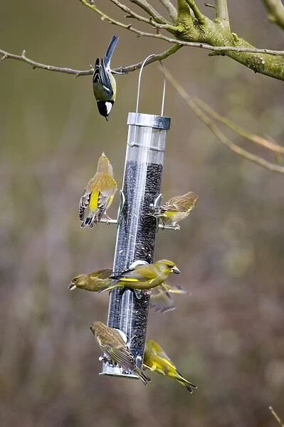 Greenfinches on garden bird feeder UK winter