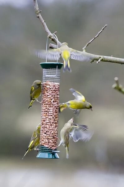 Greenfinches on garden feeder