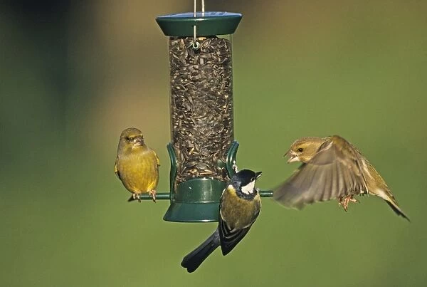 Greenfinches and Great Tit at seed feeder Kent UK winter