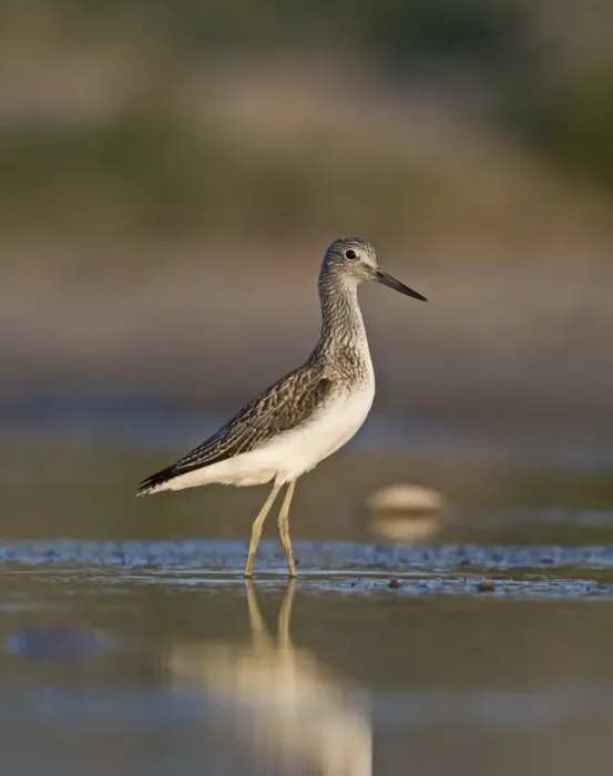 Framed Print : Greenshank Tringa nebularia Cley Norfolk September
