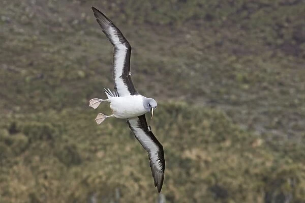 Grey-headed Albatross Thalassarche chrysostoma at breeding cliffs at Elsehul South