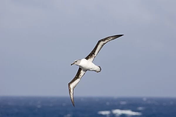 Grey-headed Albatross Thalassarche chrysostoma Southern Ocean off South Georgia October