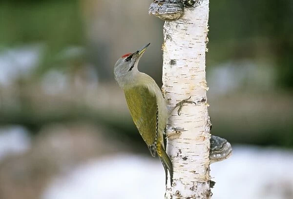 Grey-headed Woodpecker Picus canus adult male Finland winter