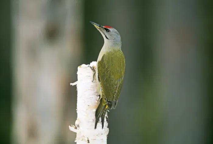 Framed Print : Grey-headed Woodpecker Picus canus adult male Finland winter Framed Print : Grey-headed Woodpecker Picus canus adult male Finland winter