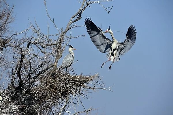 Grey Heron Ardea cinerea bringing stick to nest Norfolk UK