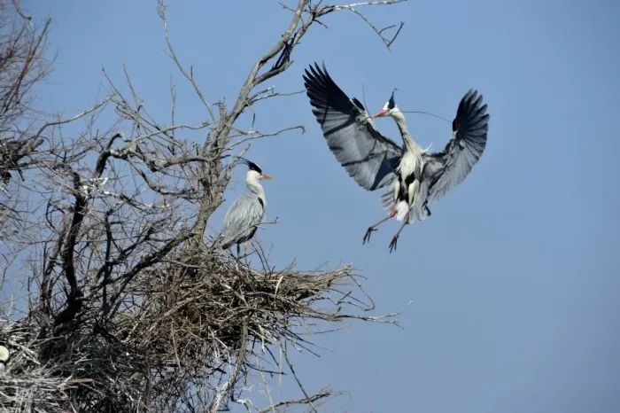 Framed Print : Grey Heron Ardea cinerea bringing stick to nest Norfolk UK Framed Print : Grey Heron Ardea cinerea bringing stick to nest Norfolk UK