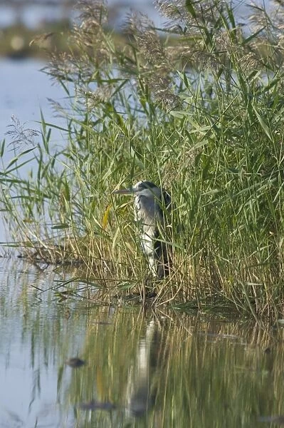 Grey Heron Ardea cinerea on edge of pool Norfolk August