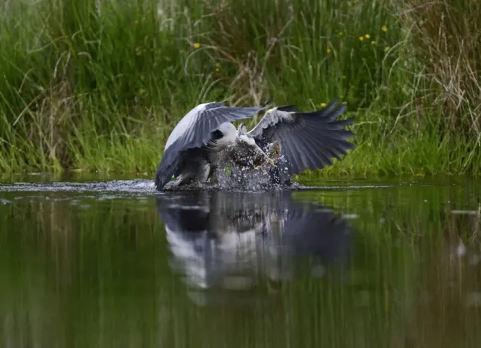 Framed Print : Grey Heron Ardea cinerea with large rainbow trout Scotland July Framed Print : Grey Heron Ardea cinerea with large rainbow trout Scotland July