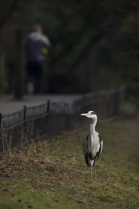 Framed Print : Grey Heron Ardea cinerea Regents Park Central London winter Framed Print : Grey Heron Ardea cinerea Regents Park Central London winter