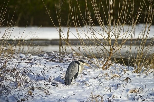 Grey Heron Ardea cinerea standing on snowy river bank Dumfries Scotland winter