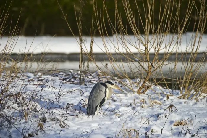 Framed Print : Grey Heron Ardea cinerea standing on snowy river bank Dumfries Scotland winter Framed Print : Grey Heron Ardea cinerea standing on snowy river bank Dumfries Scotland winter