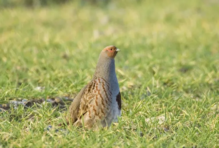 Framed Print : Grey Partridge Perdix perdix on arable farmland Norfolk winter