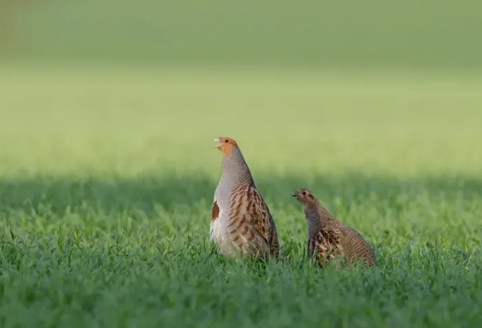 Framed Print : Grey Partridge Perdix perdix Norfolk spring Framed Print : Grey Partridge Perdix perdix Norfolk spring