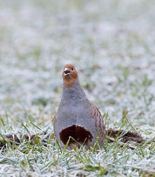 Grey Partridge Perdix perdix Norfolk winter