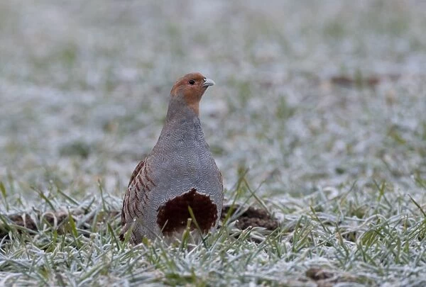 Grey Partridge Perdix perdix Norfolk winter