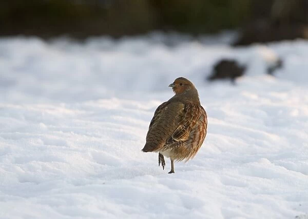 Grey Partridge Perdix perdix in snow Norfolk December