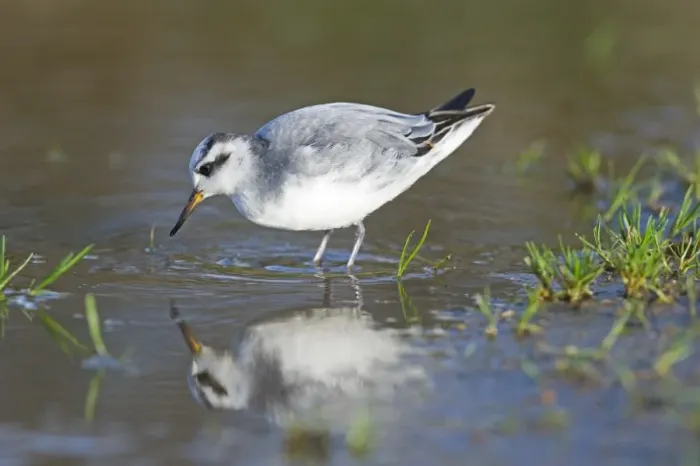 Framed Print : Grey Phalarope Phalaropus fulicarius Winterton Norfolk January Framed Print : Grey Phalarope Phalaropus fulicarius Winterton Norfolk January