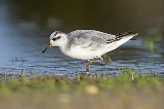 Framed Print : Grey Phalarope Phalaropus fulicarius Winterton Norfolk January Framed Print : Grey Phalarope Phalaropus fulicarius Winterton Norfolk January