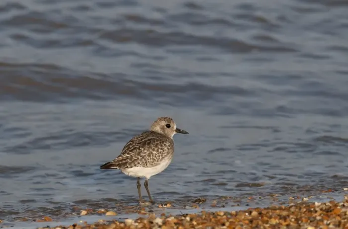 Framed Print : Grey Plover Pluvialis squatarola Norfolk winter Framed Print : Grey Plover Pluvialis squatarola Norfolk winter