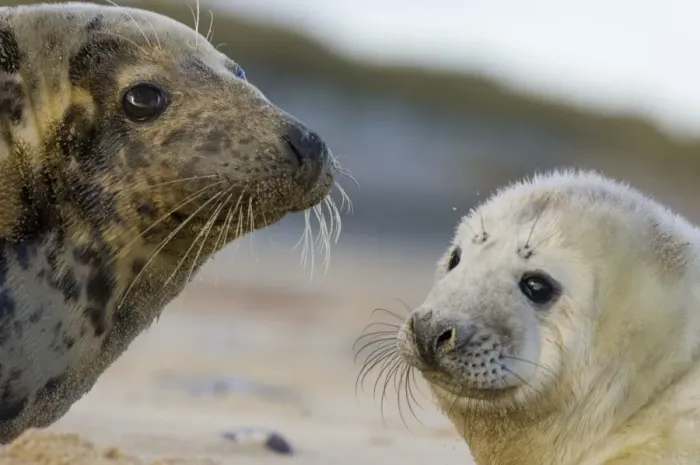 Framed Print : Grey Seal Halichoerus gryphus female and pup Norfolk winter Framed Print : Grey Seal Halichoerus gryphus female and pup Norfolk winter