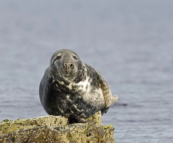 Grey Seal Halichoerus gryphus Shetland May