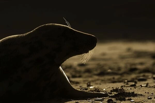 Grey Seal Halichoerus gryphus silhoutted on beach at dawn Norfolk winter