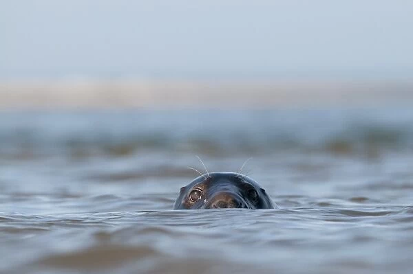 Grey Seal Halichoerus grypus Blakeney Point Norfolk autumn