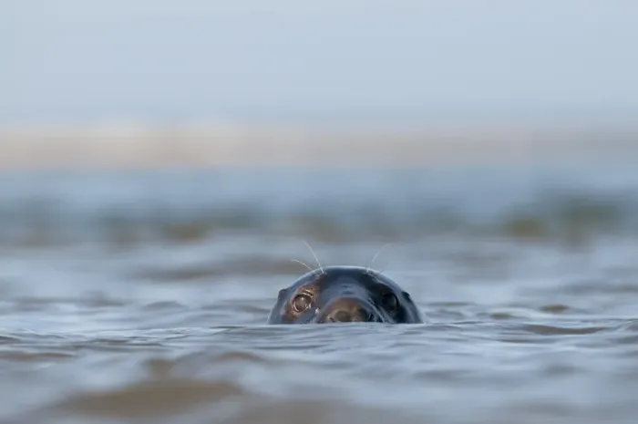 Framed Print : Grey Seal Halichoerus grypus Blakeney Point Norfolk autumn Framed Print : Grey Seal Halichoerus grypus Blakeney Point Norfolk autumn