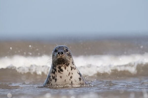 Grey Seal Halichoerus grypus female in surf Norfolk November