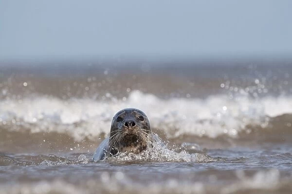 Grey Seal Halichoerus grypus female in surf Norfolk November