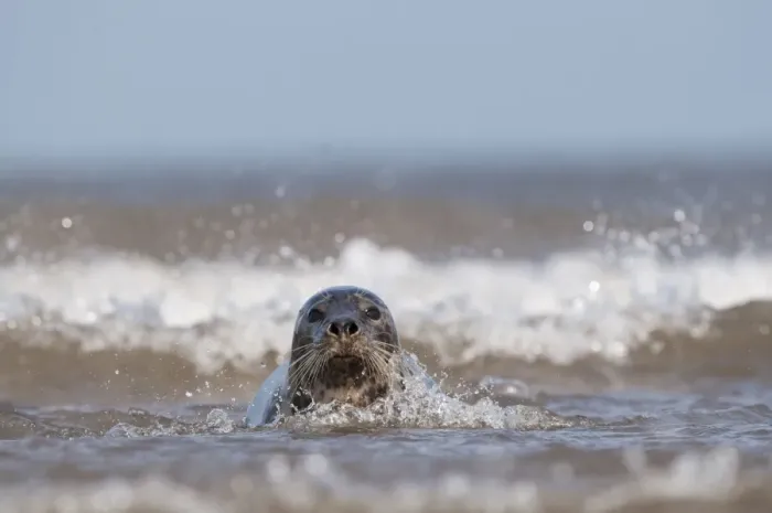 Framed Print : Grey Seal Halichoerus grypus female in surf Norfolk November Framed Print : Grey Seal Halichoerus grypus female in surf Norfolk November