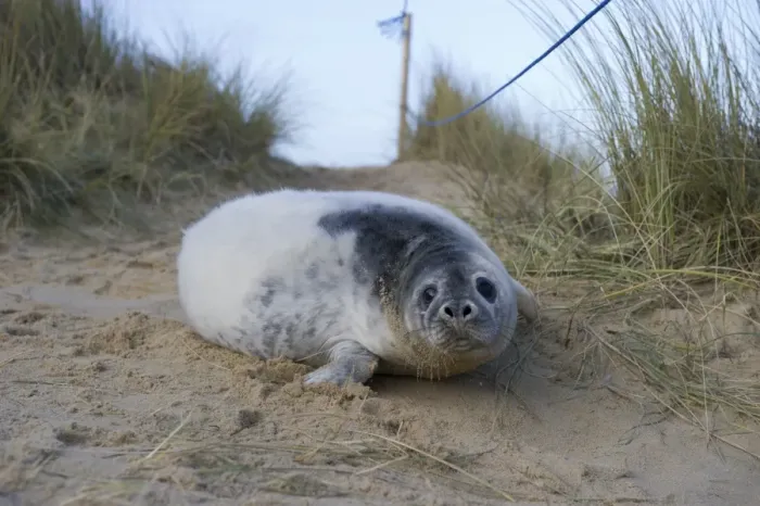 Framed Print : Grey Seal pup in Winterton dunes Norfolk December Framed Print : Grey Seal pup in Winterton dunes Norfolk December