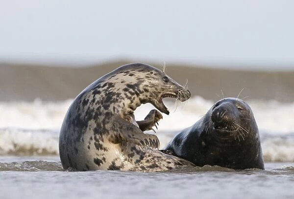 Grey Seals Blakeney Norfolk
