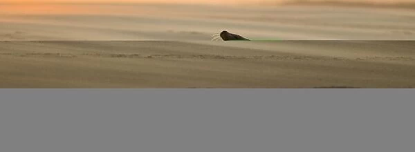 Grey Seals Halichoerus grypus bull and female on beach Blakeney Point Norfolk November