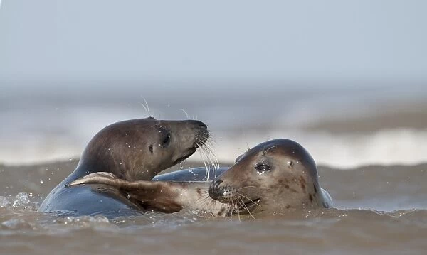 Grey Seals Halichoerus grypus females in surf Norfolk November