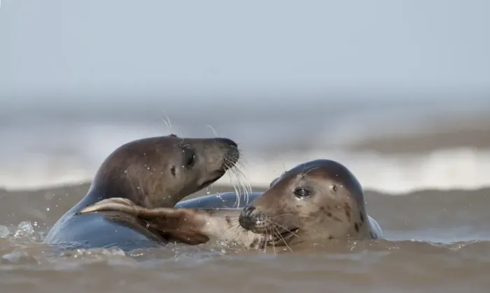 Framed Print : Grey Seals Halichoerus grypus females in surf Norfolk November Framed Print : Grey Seals Halichoerus grypus females in surf Norfolk November
