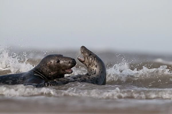 Grey Seals Halichoerus grypus male attempting to mate with female Norfolk November