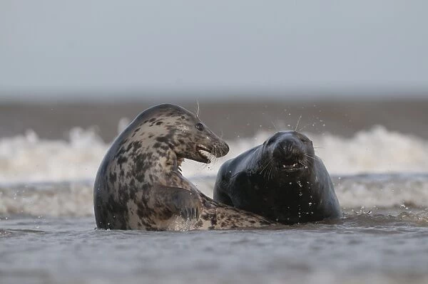 Grey Seals Halichoerus grypus male attempting to mate with female Norfolk November