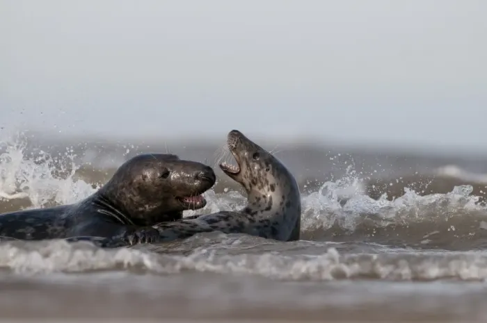Framed Print : Grey Seals Halichoerus grypus male attempting to mate with female Norfolk November Framed Print : Grey Seals Halichoerus grypus male attempting to mate with female Norfolk November