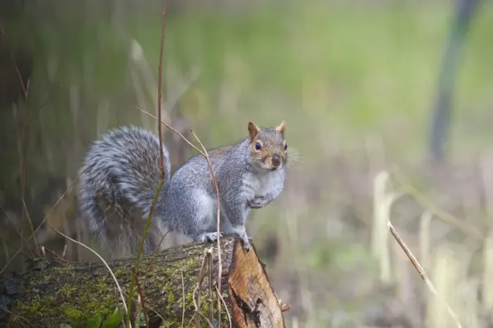 Framed Print : Grey Squirrel Norfolk winter Framed Print : Grey Squirrel Norfolk winter
