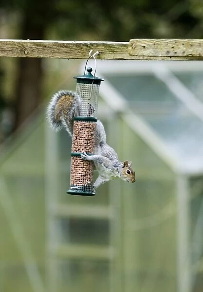 Grey Squirrel on nut feeder in garden Kent UK