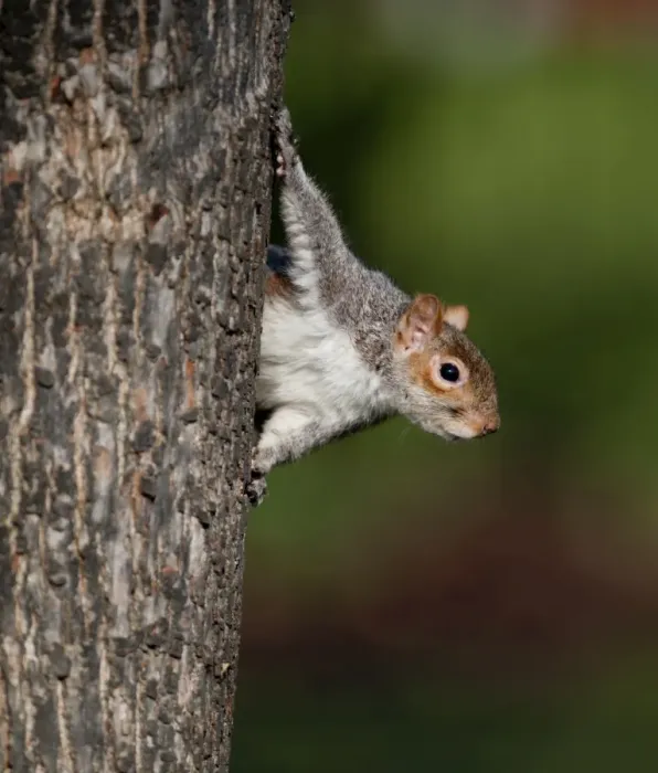 Framed Print : Grey Squirrel Sciurius carlinensis Regents Park London Framed Print : Grey Squirrel Sciurius carlinensis Regents Park London