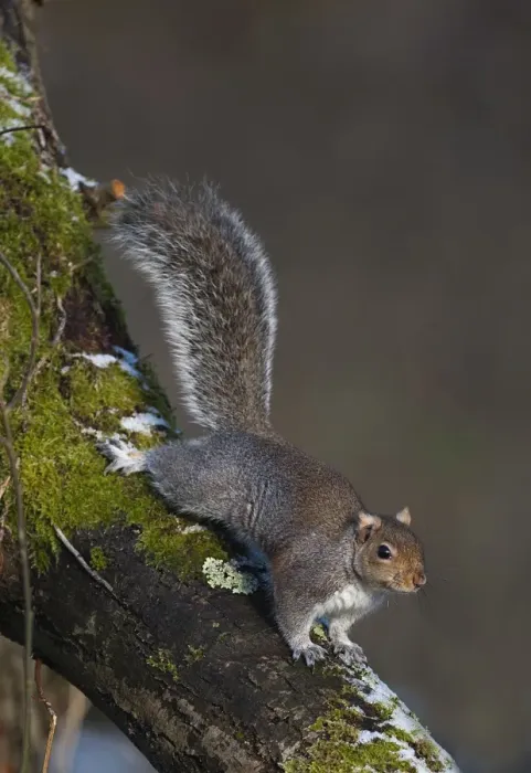 Framed Print : Grey Squirrel Sciurius carolinensis Norfolk winter Framed Print : Grey Squirrel Sciurius carolinensis Norfolk winter